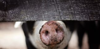 Haben Sie auch was aus dem Aktivstall? Mehr Freiraum für Schweine.