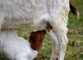 Muntermacher oder Magenverstimmer? Warum auf die Qualität und Herkunft von Milch mehr geachtet werden sollte.