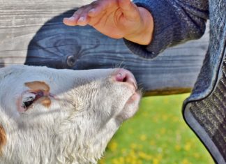 PROVIEH e.V.: Die Tierhaltung der Zukunft. Und wie sie finanziert werden könnte. ©Pixabay Kuh streicheln