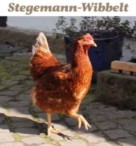 Stegemann-Wibbelt – Großer, familiärer Hofladen im Norden Münsters