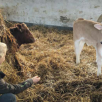 PROVIEH e.V. – Unser Gastbeitrag im Magazin „RespekTiere leben“.