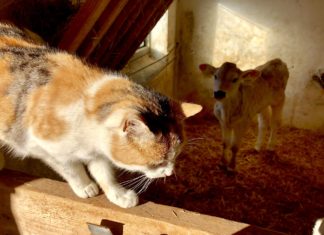 Wo kaufst Du für Dein Haustier ein? Beim Blick in den Futternapf bitte auch die gute Herkunft von Fleisch mitbedenken