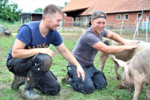 Tobende, gesunde Borstentiere: Zu Besuch bei den Freilandschweinen von Tim Spitzer & Tim Roeske