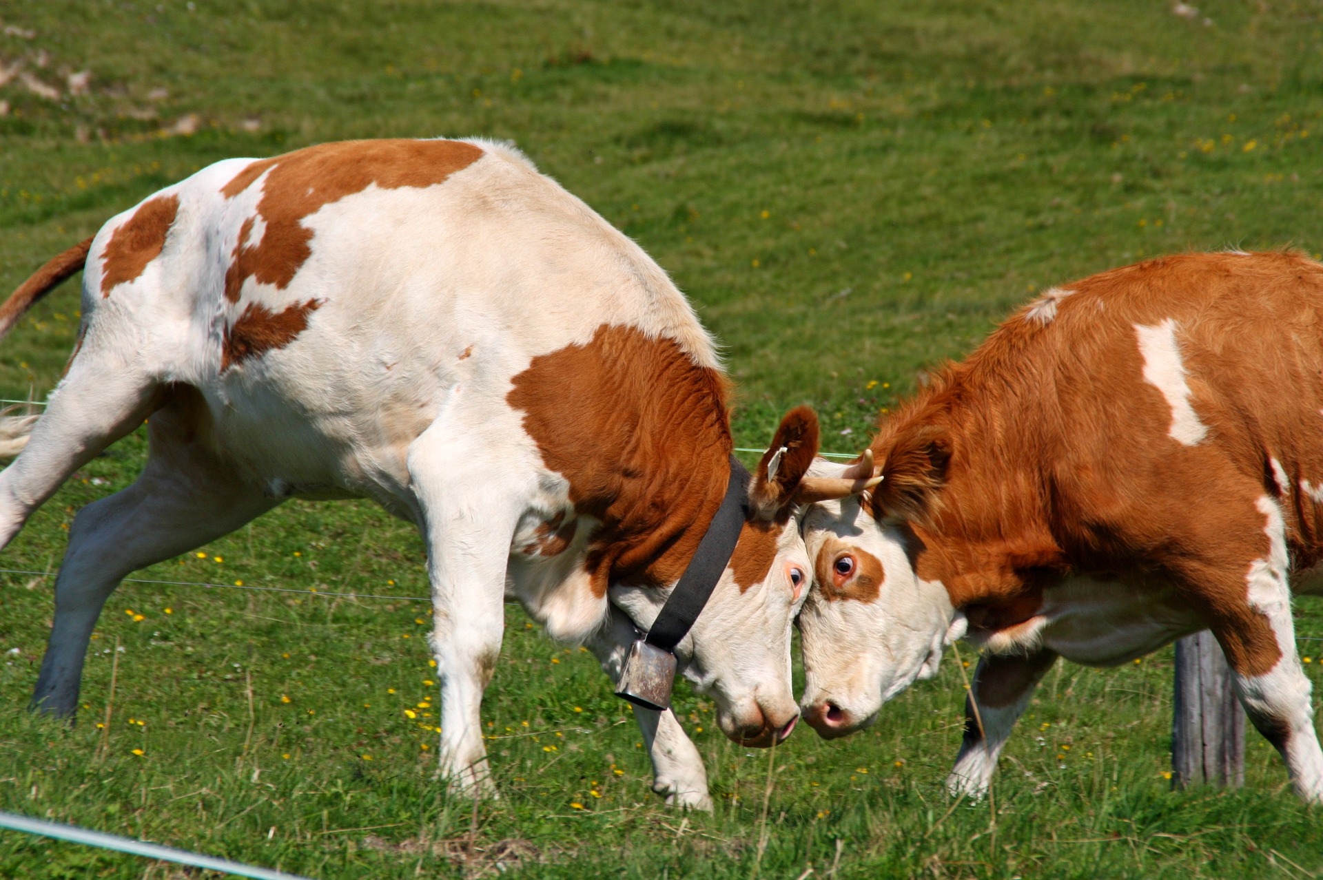 Fleisch essen &quot;Ja!&quot;. Fleisch essen &quot;Nein!&quot; Wie wir mehr mit miteinander