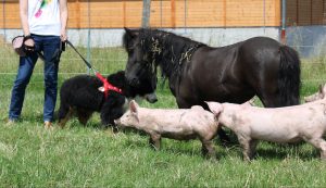 Fleischherkunft, Ausgewogenheit, Natürlichkeit: Einblick in eine artgerechte Hundeernährung.