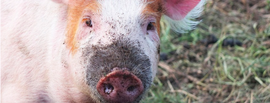James Farm Ein Grosser Schritt Hin Zur Modernen Artgerechten Landwirtschaft Weidefunk De